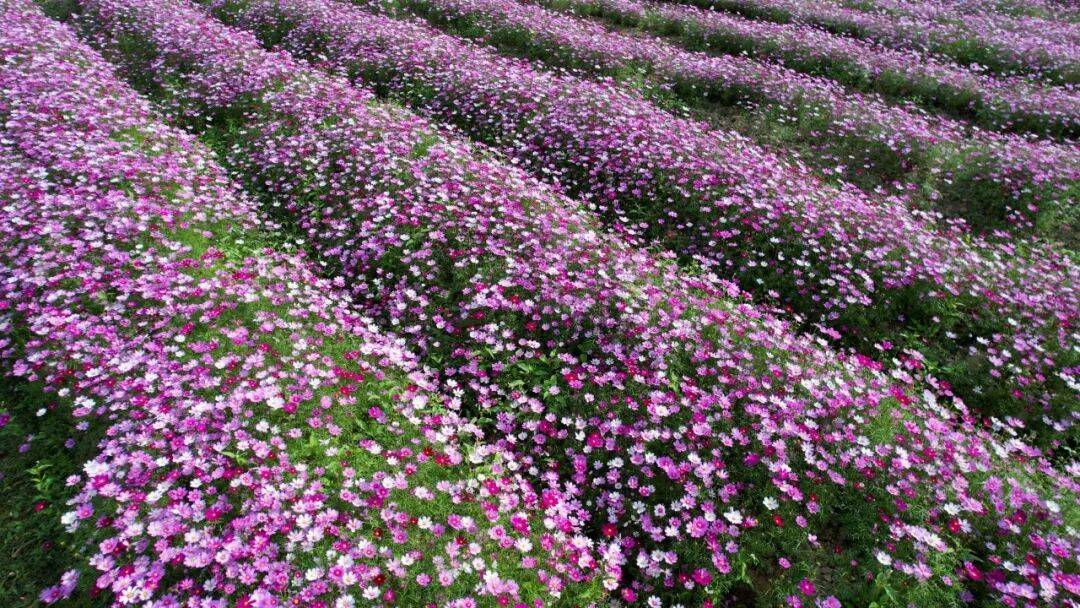 江門這些粉色花海，開了！趕快Mark住收藏→