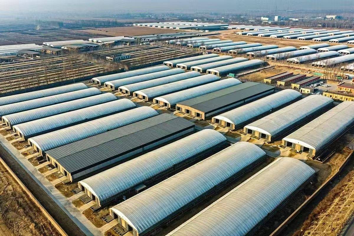 科技“養”出高品質牛羊肉 一項國際專利背後的寧夏農墾突圍路