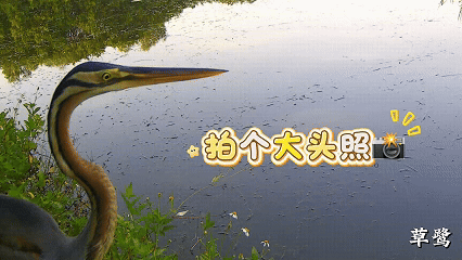 藏不住了！用科技解鎖大灣區中央溼地萌態圖鑑