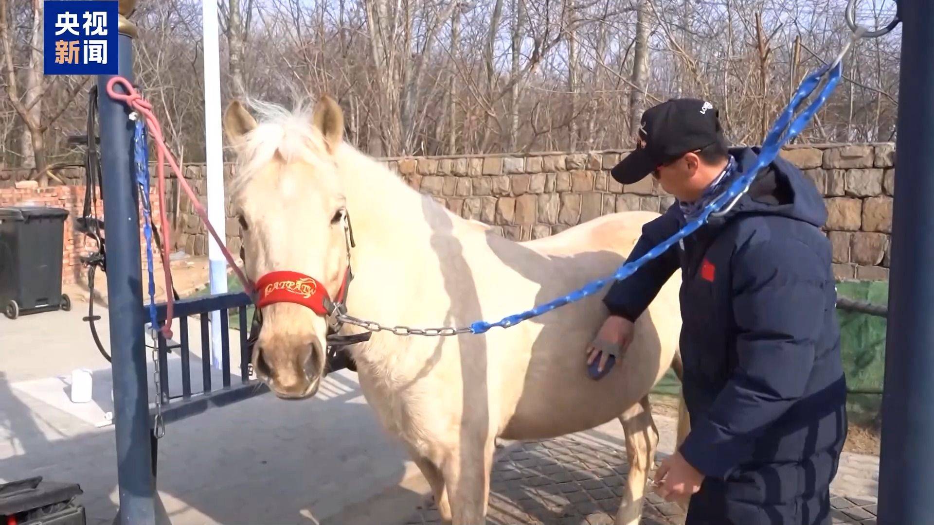 別人家的大學！青島高校開設“騎馬養馬”專業