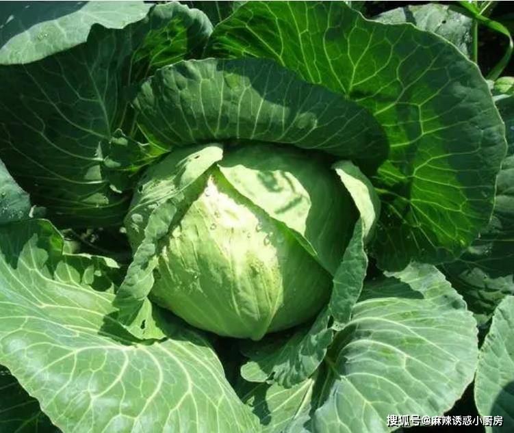 原創這些雲南美食再一次登上央視！這些美食傳承者個個生財有道！