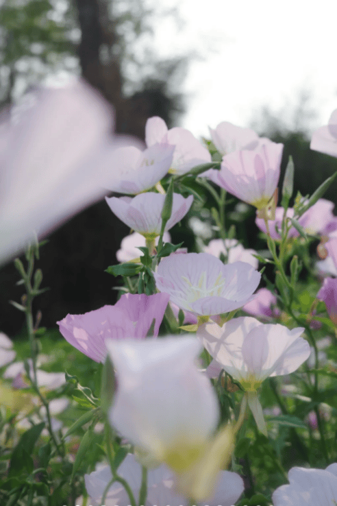 收藏！泉州春日賞花去哪裡？花期+地址全攻略