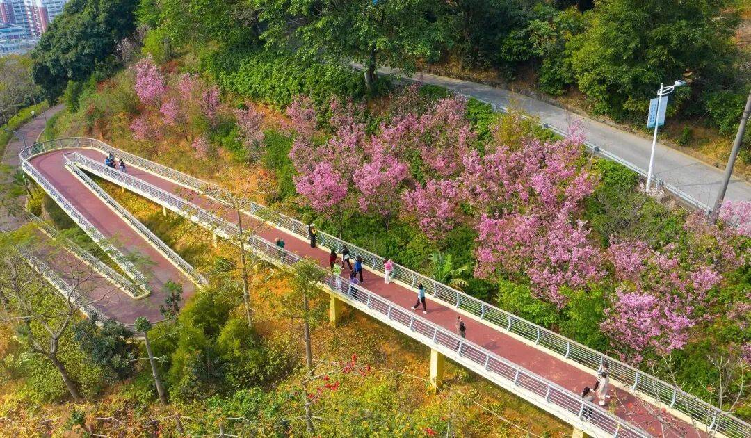 收藏！泉州春日賞花去哪裡？花期+地址全攻略