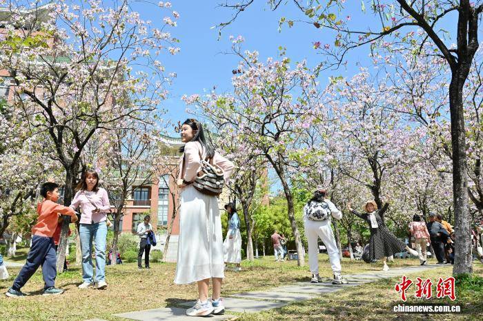 廣州：華南農業大學宮粉紫荊盛放