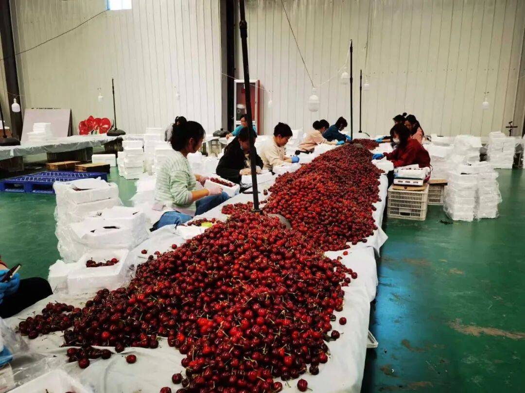 濰坊臨朐：小快遞啟用大迴圈，跑出鄉村振興加速度
