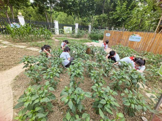 合肥市倫先小學：採摘沁香蔬果，勞動樂享成長
