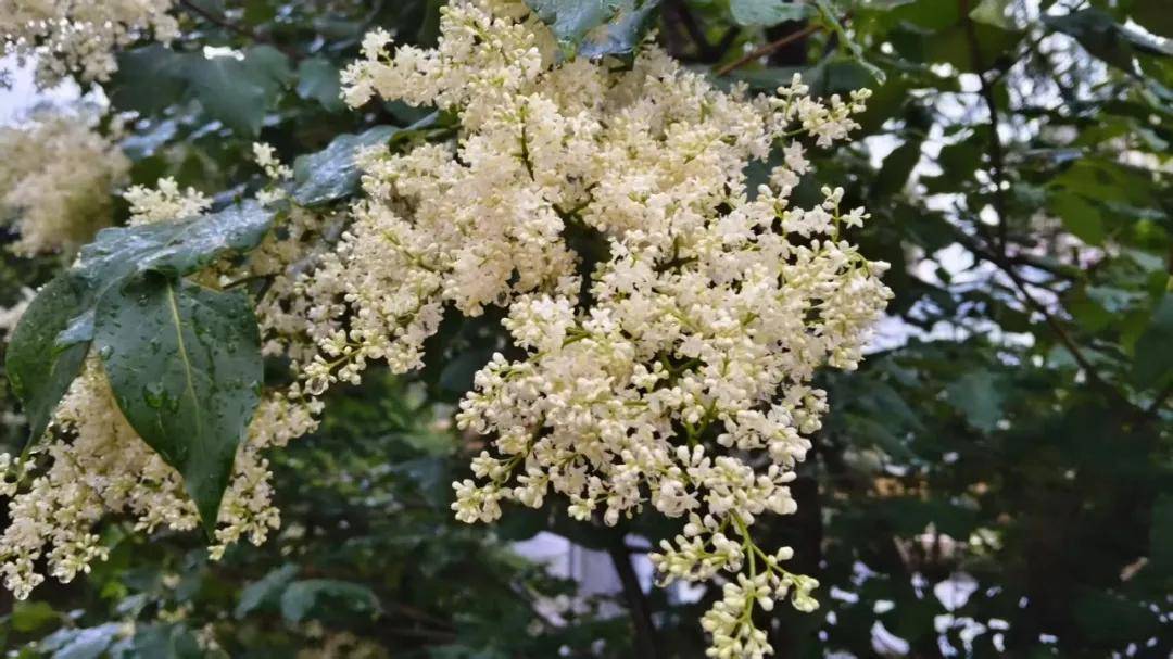 “高個子”丁香壓軸！哈市暴馬丁香進入綻放季，賞花地圖快收藏——
