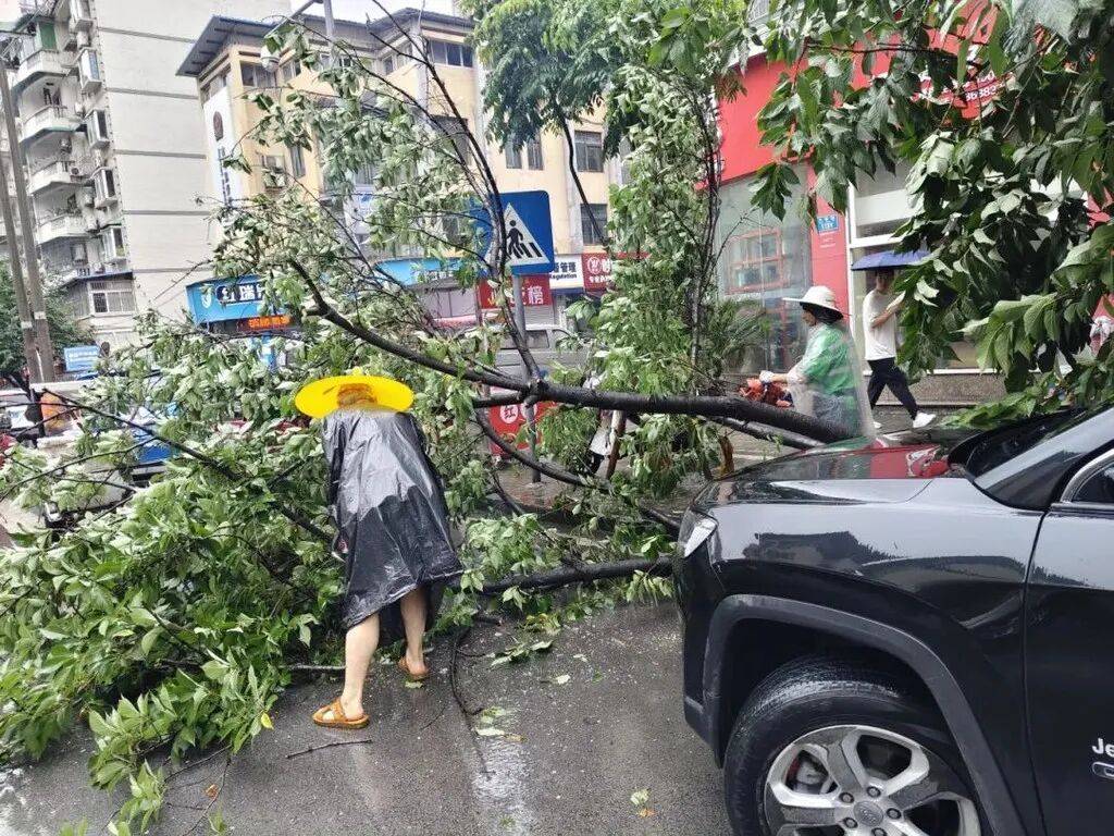 重慶城市管理部門快速清理倒伏樹木，本輪強降雨應對工作有序收尾