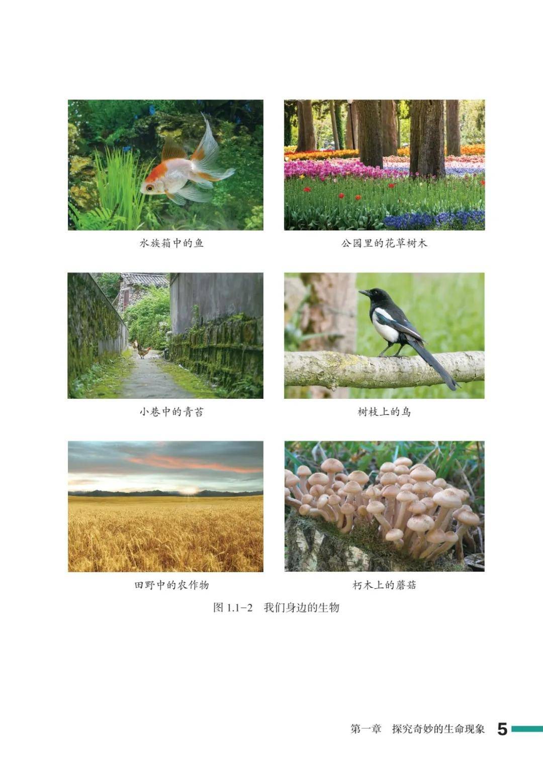 濟南版七年級生物上冊電子課本(2026新教材)