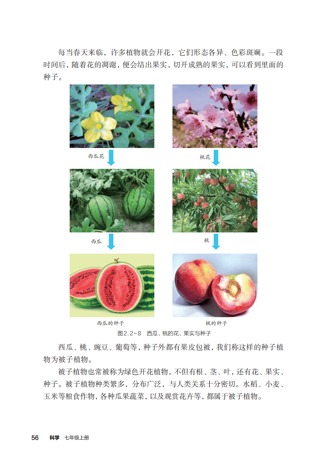 浙教版七年級科學上冊電子課本(2026年新教材)