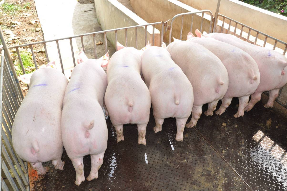 豬吃料不長肉？快速催肥增重方法請收好！