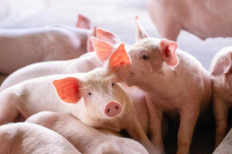 豬吃料不長肉？快速催肥增重方法請收好！