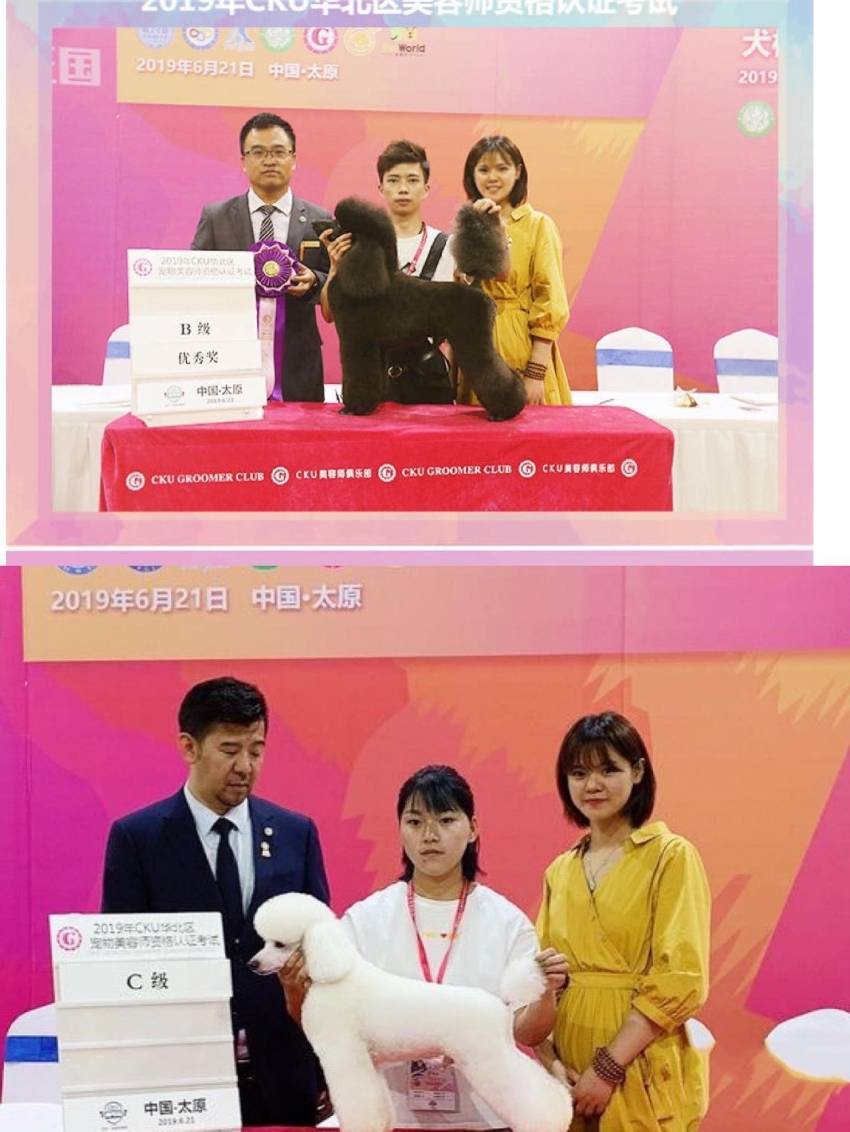 業餘時間學寵物美容 寵物美容行業標準及學習流程細則解讀