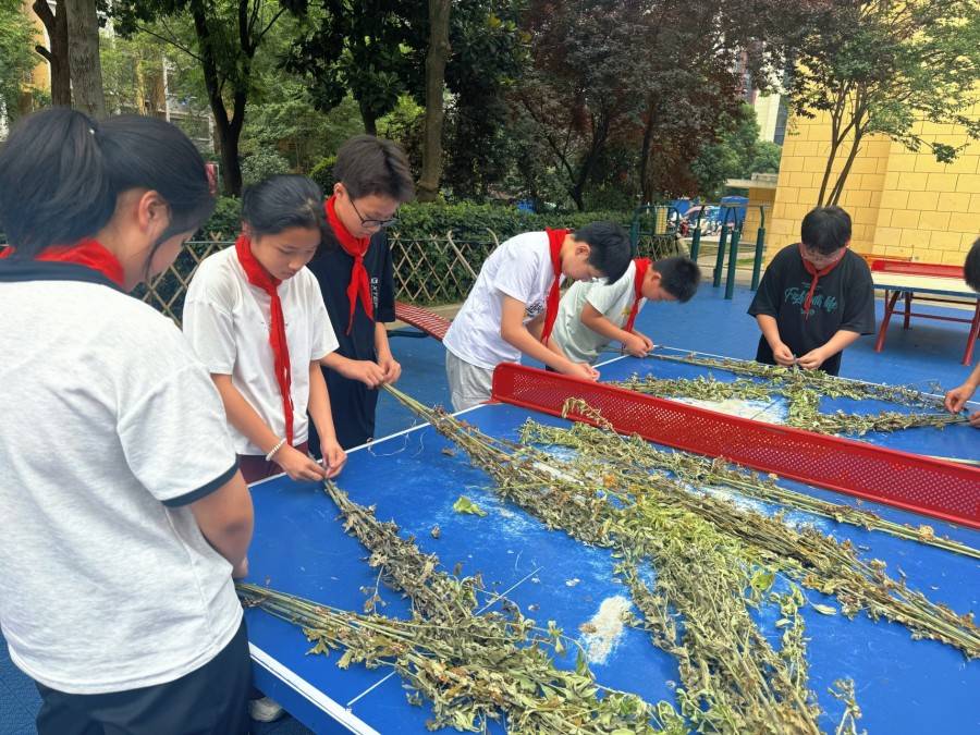 合肥市倫先小學：艾草寄安康 端午潤童心