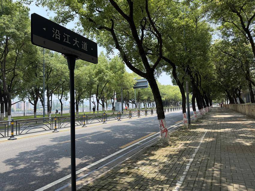 呵護2265棵大樹悄然“移民”，大國工程何以如此溫柔