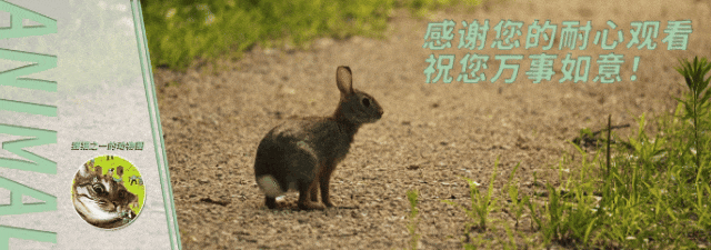 原創眼鏡蛇潛伏門前被2幼童接連踩中！家長：沒咬人，只是擺出攻擊姿態