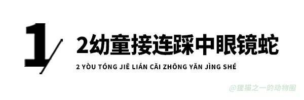 原創眼鏡蛇潛伏門前被2幼童接連踩中！家長：沒咬人，只是擺出攻擊姿態