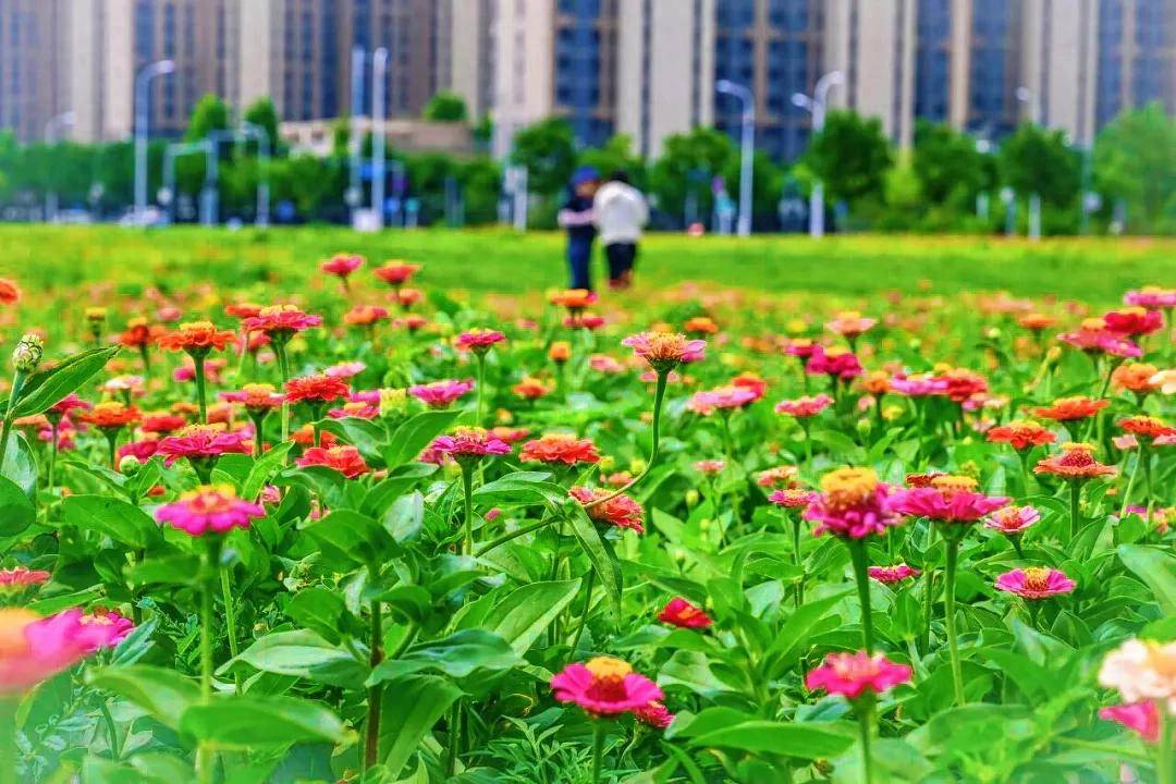 夏花盛放！通州這裡將辦花海市集、美食節~