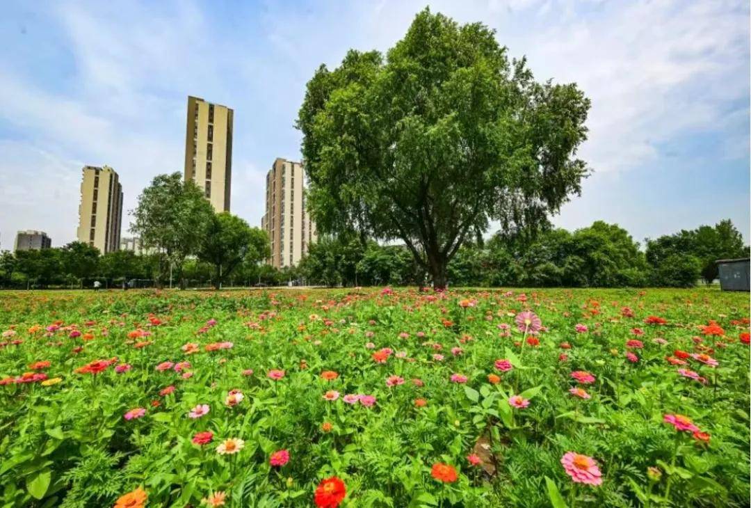 夏花盛放！通州這裡將辦花海市集、美食節~