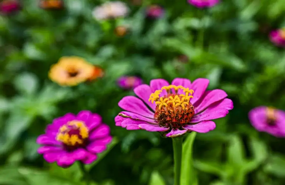 夏花盛放！通州這裡將辦花海市集、美食節~