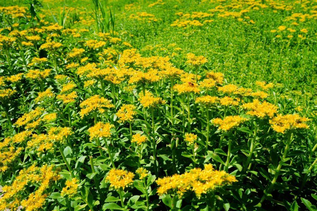 夏花盛放！通州這裡將辦花海市集、美食節~