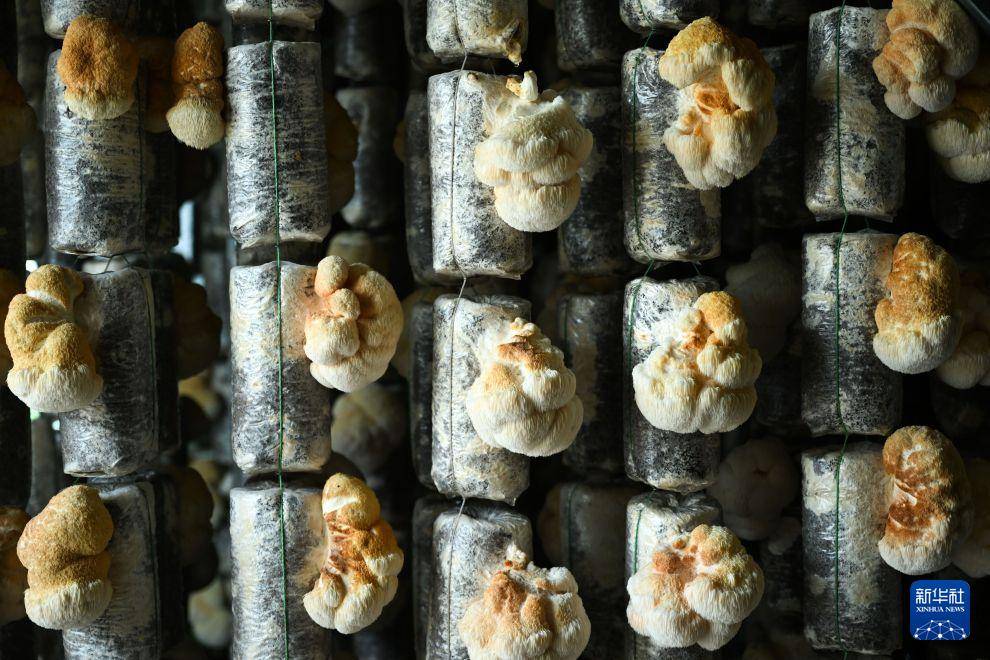 內蒙古興安盟：科技小院 菌香林海