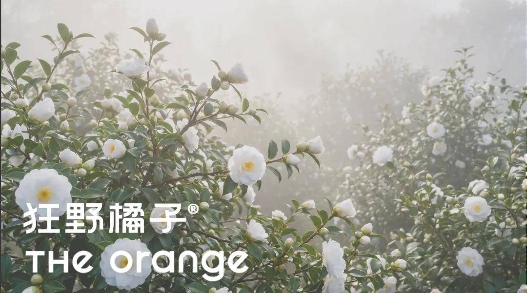 夏天，建議所有女性都穿桑蠶絲（很便宜）