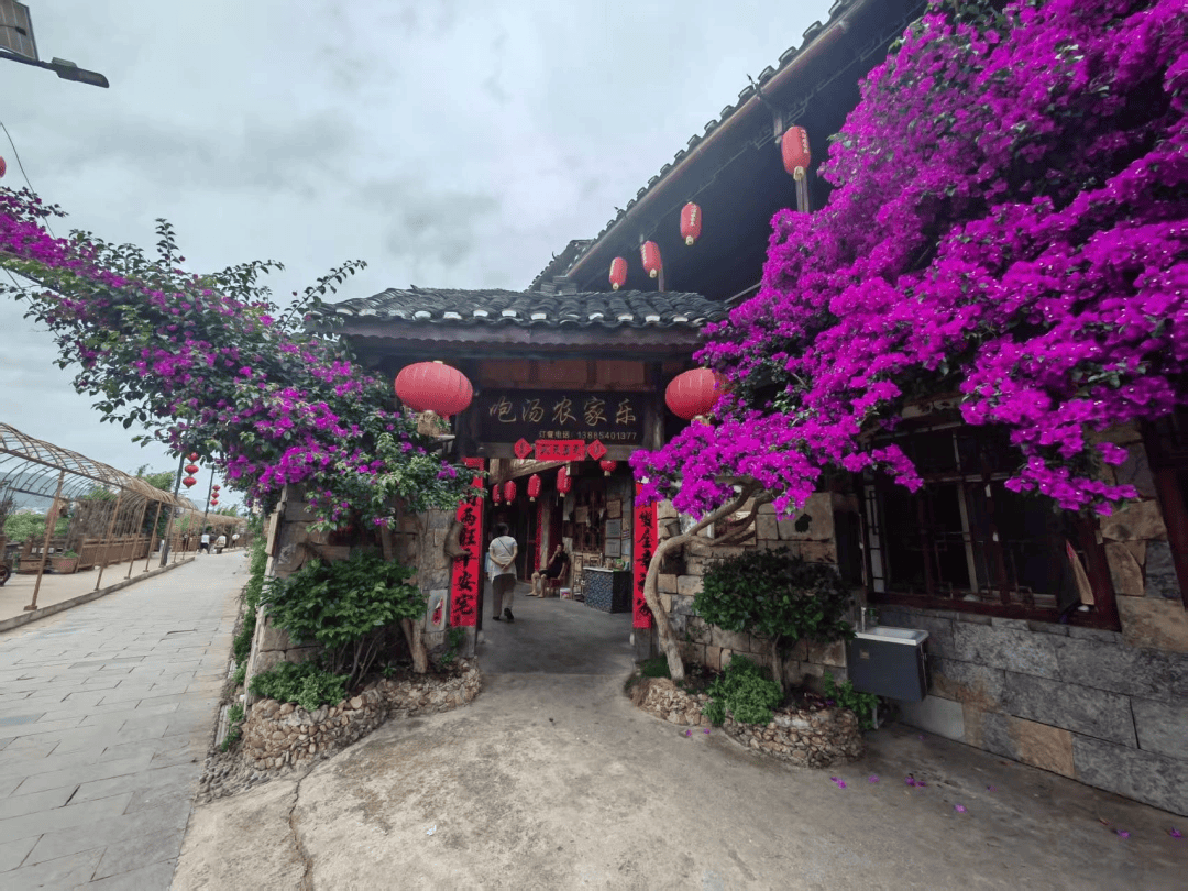 惠水：好花紅故里旅遊熱