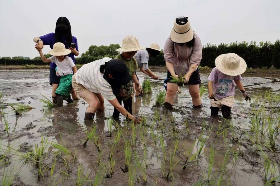 金山朱涇首發鄉村旅遊護照，如何把20個點位串成全域旅遊新環線？