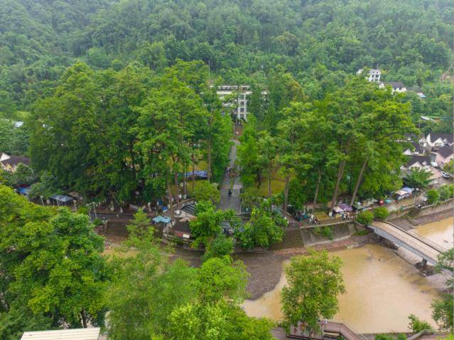 跟著古樹去旅遊 “綠色+”暑期古樹研學微旅遊路線來啦