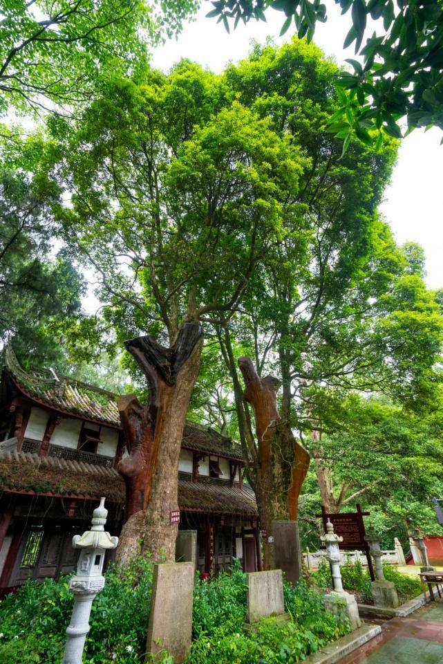 跟著古樹去旅遊 “綠色+”暑期古樹研學微旅遊路線來啦
