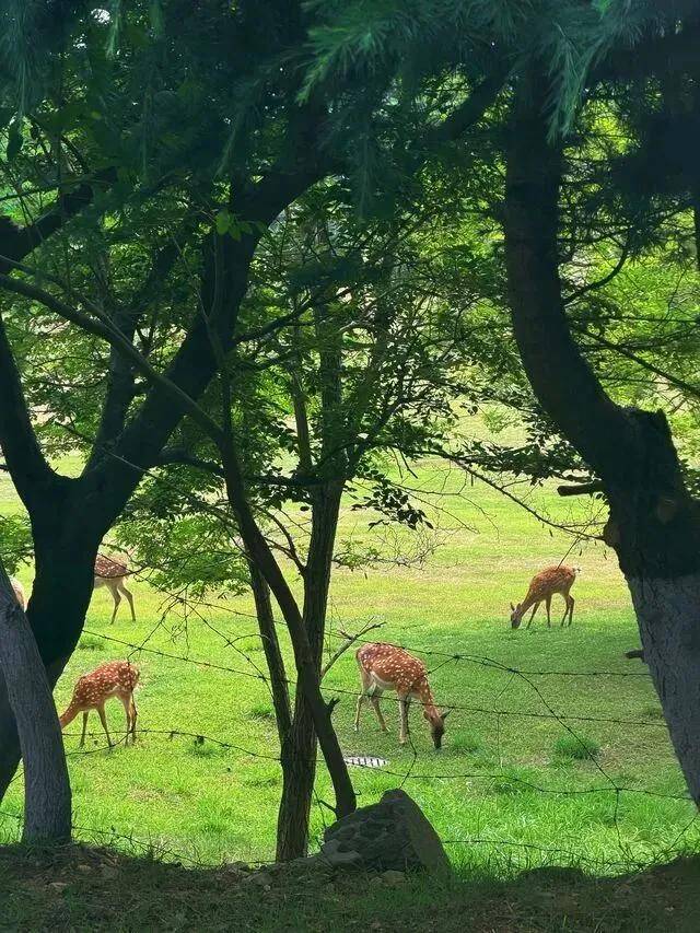 旅遊不如旅居｜這個暑假，換一種方式避暑 #旅居避暑聖地排名