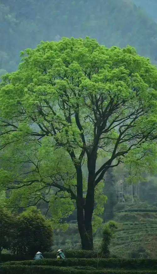 暑假旅遊，益陽安化黃花溪美景和美食攻略！