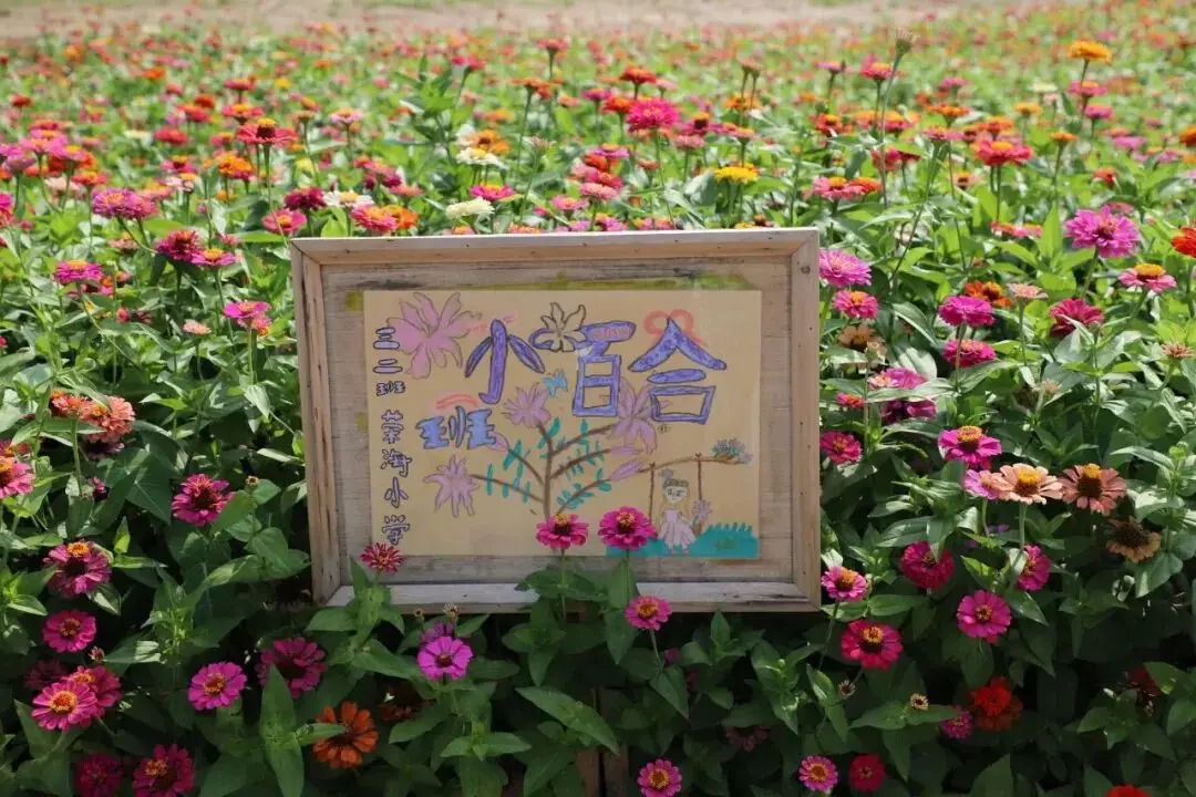 太美了！北京小學生種出浪漫花海