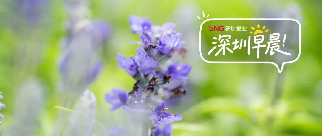 深圳早晨｜深圳人關好門窗！大暴雨+8級大風馬上到！週末天氣將……