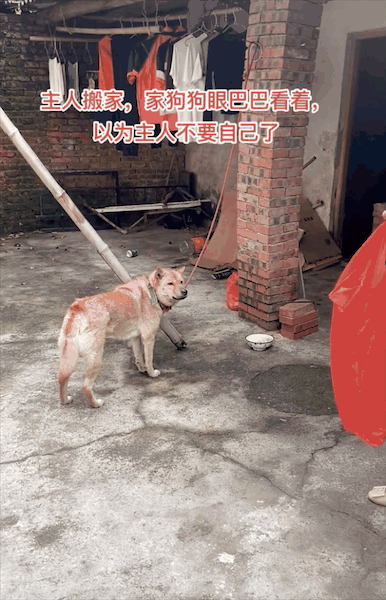一家人搬家卻沒告訴狗子，它以為自己要被拋棄了一臉沮喪：小狗要沒有家了……