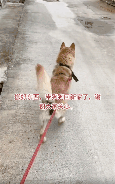 一家人搬家卻沒告訴狗子，它以為自己要被拋棄了一臉沮喪：小狗要沒有家了……