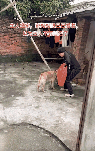 一家人搬家卻沒告訴狗子，它以為自己要被拋棄了一臉沮喪：小狗要沒有家了……