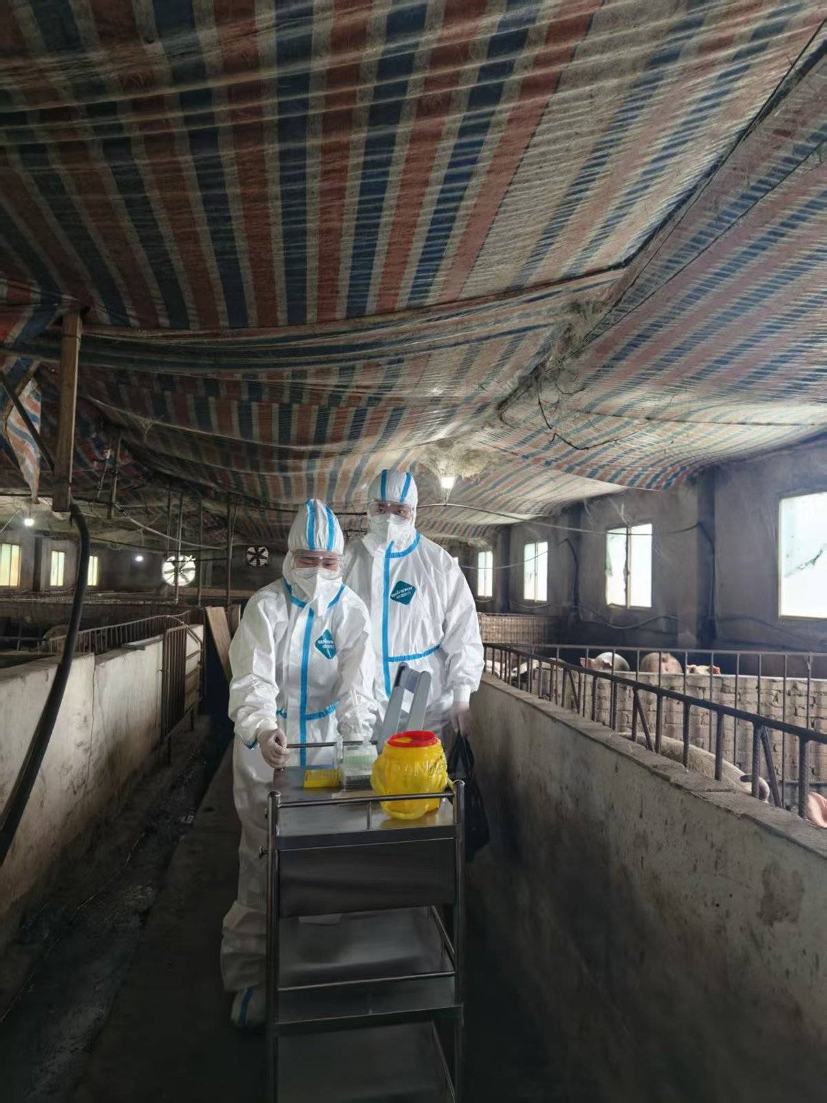 蹲守養殖場研究豬病毒監測，高職男生第一署名發表SCI論文