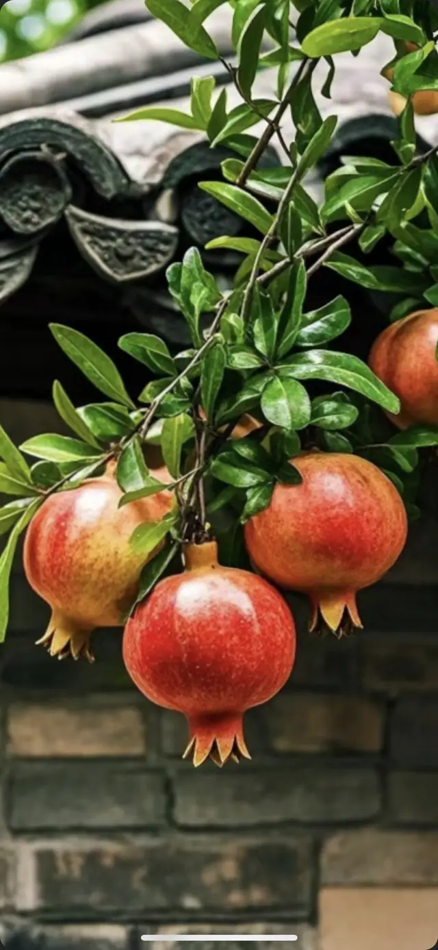 詩意江城：殷紅一樹醉歲華——詩人趙鋼最新詩歌賞析