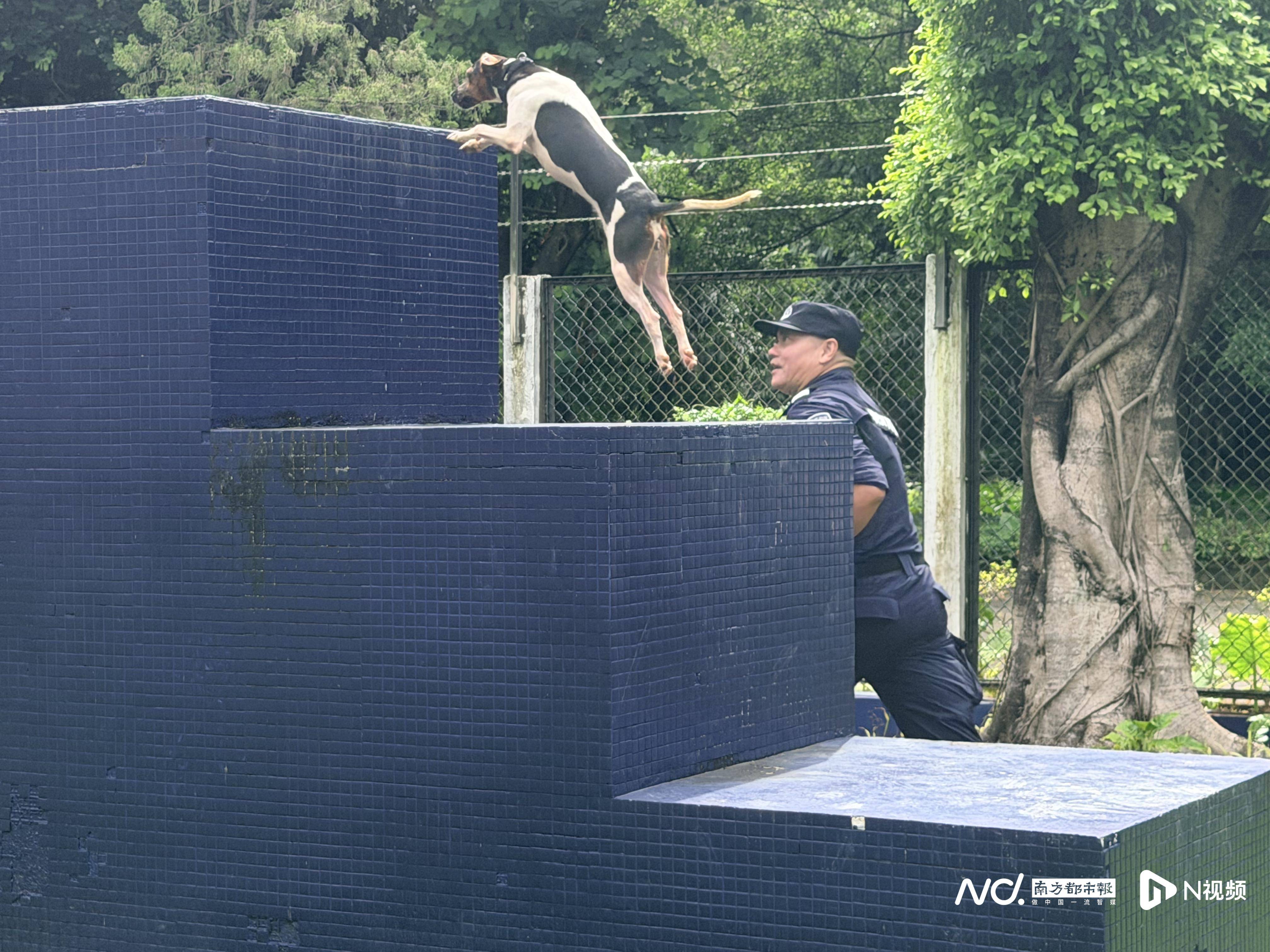 探訪廣州番禺警犬隊護航APEC訓練現場：快速在箱中搜爆