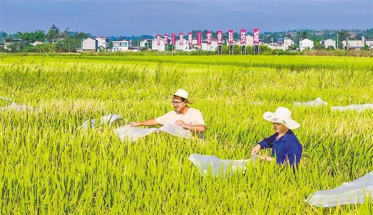 科技強農——重慶潼南現代農業發展掠影